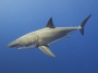 EU shark fin exports decline sharply in 2025 following volatile market peak
